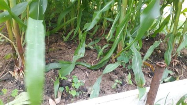 Exploring Hushashi Day 80: A Journey into the World of Wellness