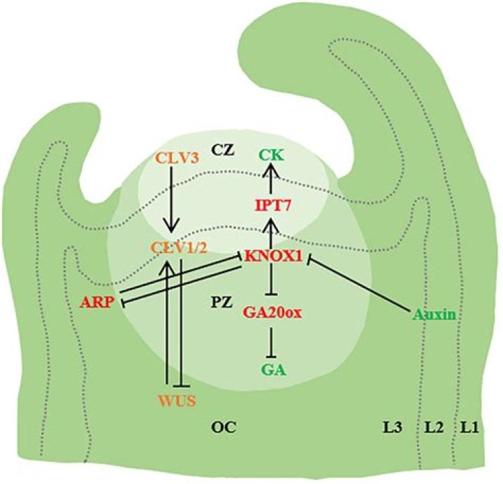 Vikram Bio: An In-Depth Look at the Life and Career of a Versatile Actor